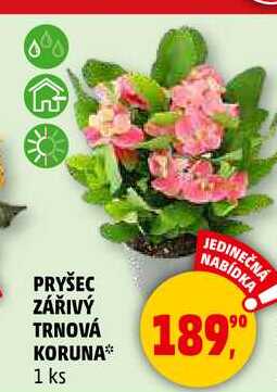 PRYŠEC ZÁŘIVÝ TRNOVÁ KORUNA, 1 ks  