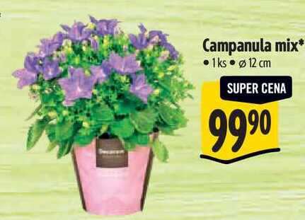Campanula mix