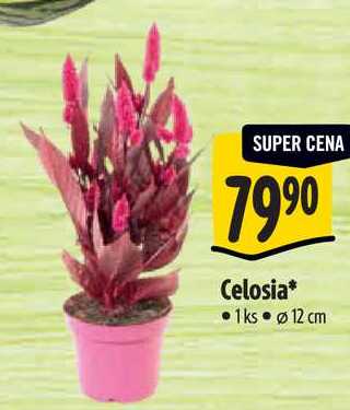 Celosia