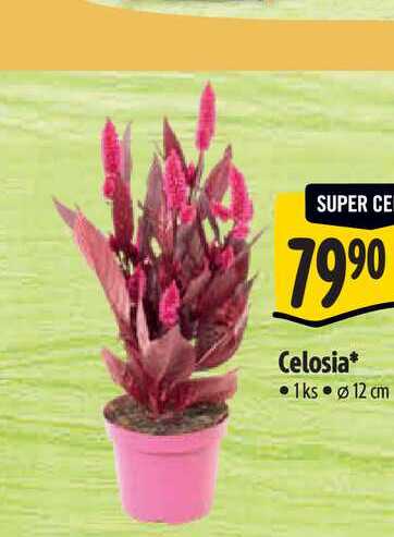  Celosia 1ks, pr.  12 cm 