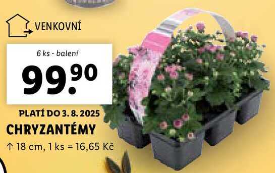 CHRYZANTÉMY, 6 ks