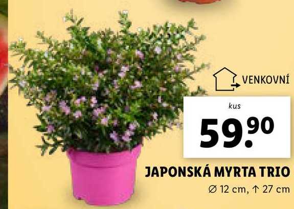 JAPONSKÁ MYRTA TRIO