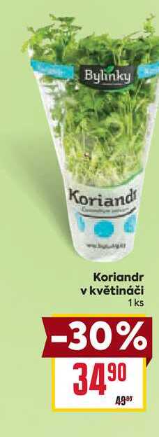 Koriandr v květináči 1 ks