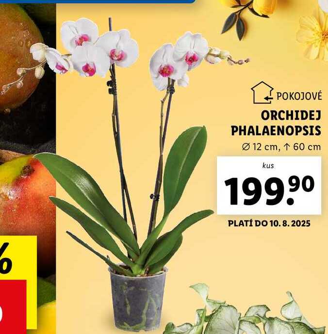 ORCHIDEJ PHALAENOPSIS 