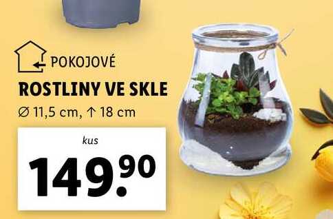 ROSTLINY VE SKLE 
