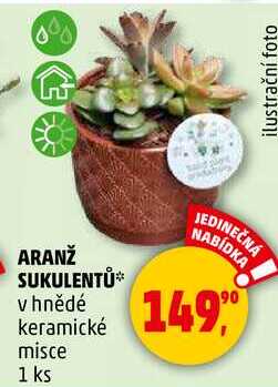 ARANŽ SUKULENTŮ v hnědé keramické misce, 1 ks 