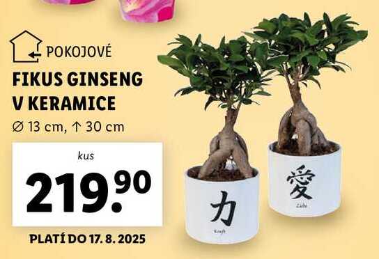 FIKUS GINSENG V KERAMICE 
