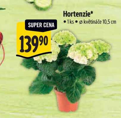  Hortenzie, pr. květináče 10,5 cm 