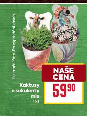 Kaktusy a sukulenty mix 1ks