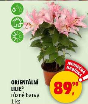 ORIENTÁLNÍ LILIE různé barvy, 1 ks  