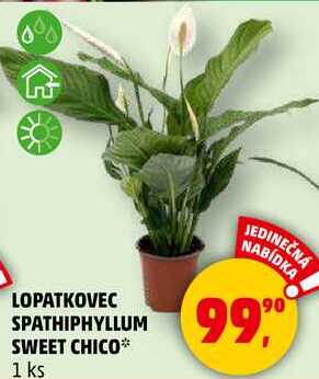 LOPATKOVEC SPATHIPHYLLUM SWEET CHICO, 1 ks  