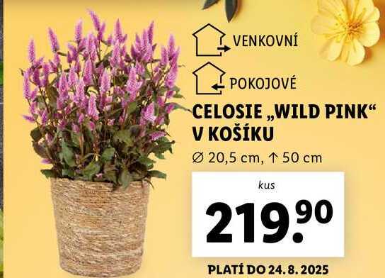CELOSIE ,,WILD PINK" V KOŠÍKU