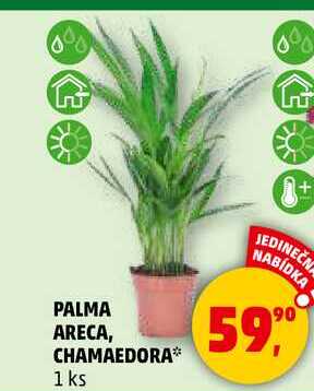 PALMA ARECA, CHAMAEDORA, 1 ks 