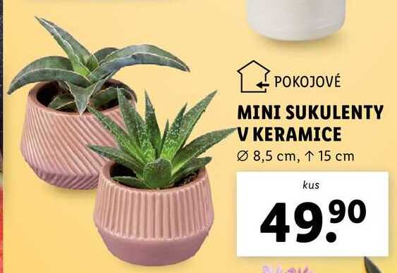 MINI SUKULENTY V KERAMICE 