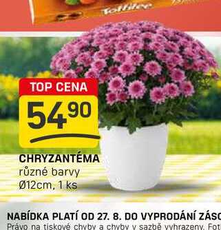 CHRYZANTÉMA různé barvy 012cm, 1 ks 