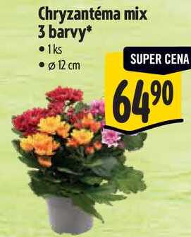 Chryzantéma mix 3 barvy