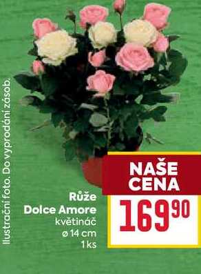 Růže Dolce Amore květináč 14 cm 1ks