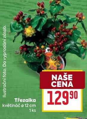 Třezalka květináč o 12 cm 1ks 