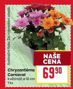 Chryzantéma Carnaval květináč ø 12 cm 1 ks 