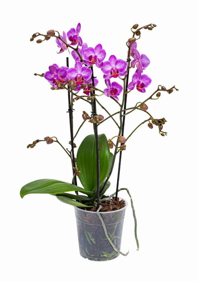 Orchidea Phalaenopsis Multiflora 3 výhony