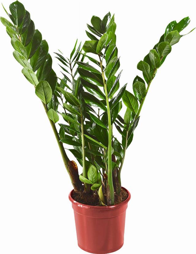 Zamioculcas