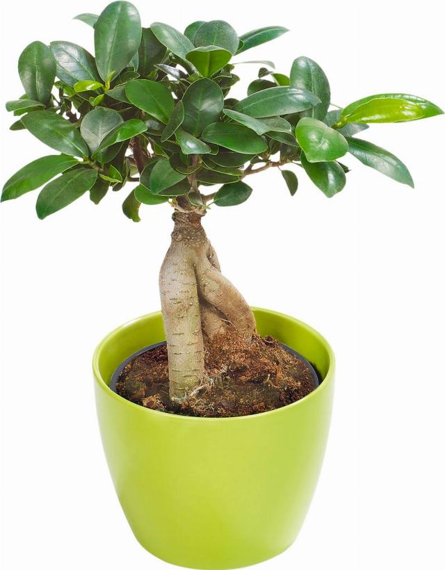 Ficus Ginseng v keramickém květináči
