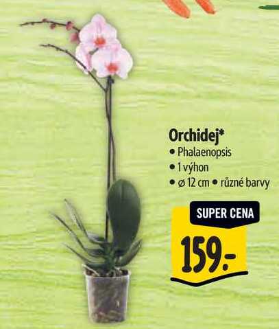 Orchidej
