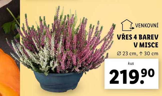 VŘES 4 BAREV V MISCE 