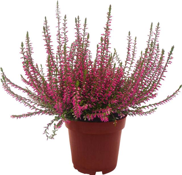 Calluna vulgaris