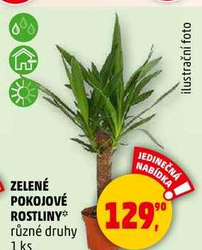 ZELENÉ POKOJOVÉ ROSTLINY různé druhy, 1 ks  