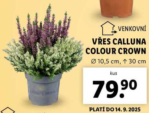 VŘES CALLUNA COLOUR CROWN