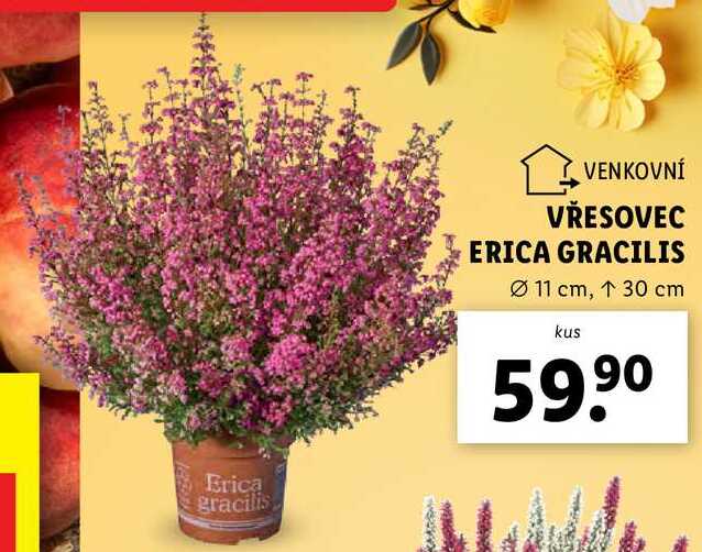 VŘESOVEC ERICA GRACILIS 
