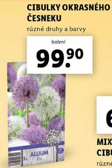 CIBULKY OKRASNÉHO ČESNEKU 