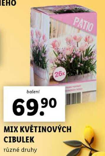 MIX KVĚTINOVÝCH CIBULEK 