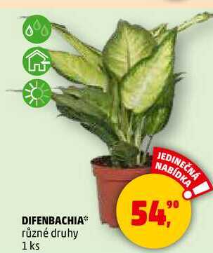 DIFENBACHIA různé druhy, 1 ks  