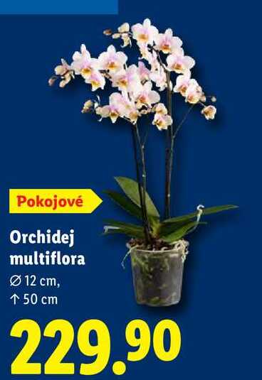 Orchidej multiflora 