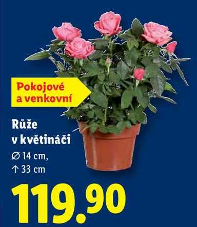 Růže v květináči 
