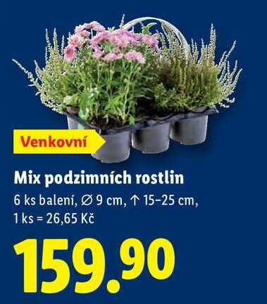 Mix podzimních rostlin, 6 ks 