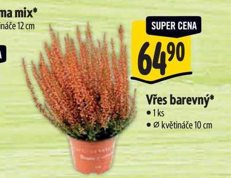   Vřes barevný, pr. květináče 10 cm 