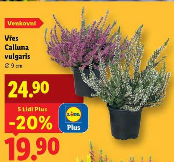 Vřes Calluna vulgaris 