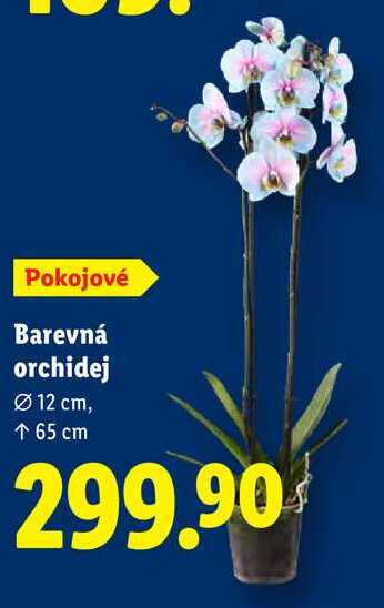 Barevná orchidej 