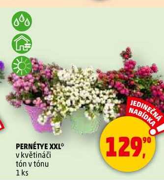 PERNÉTYE XXL v květináči tón v tónu, 1 ks  