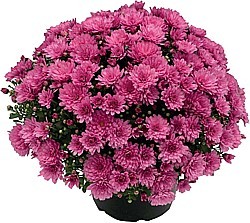 LISTOPADKA ZAHRADNÍ (CHRYSANTHEMUM MULTIFLORA)