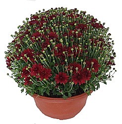 LISTOPADKA ZAHRADNÍ MISKA (CHRYSANTHEMUM MULTIFLORA)