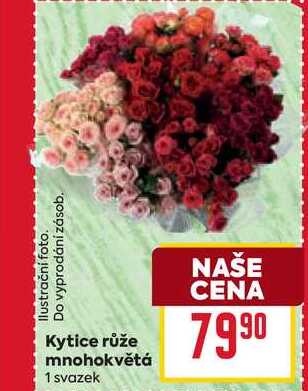 Kytice růže mnohokvětá 1 svazek
