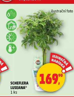 SCHEFLERA LUSEANA, 1 ks 