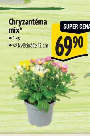 Chryzantéma mix, pr. květináče 12 cm  