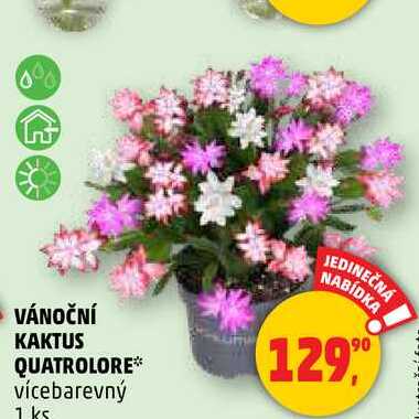 VÁNOČNÍ KAKTUS QUATROLORE, 1 ks 