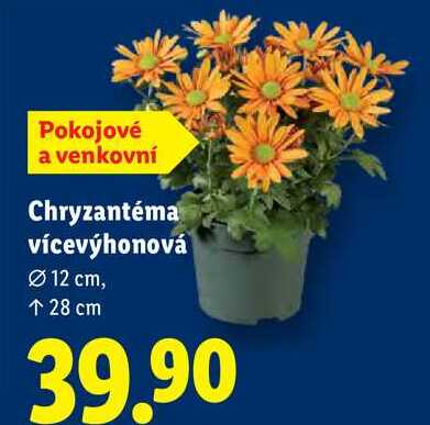 Chryzantéma vícevýhonová 