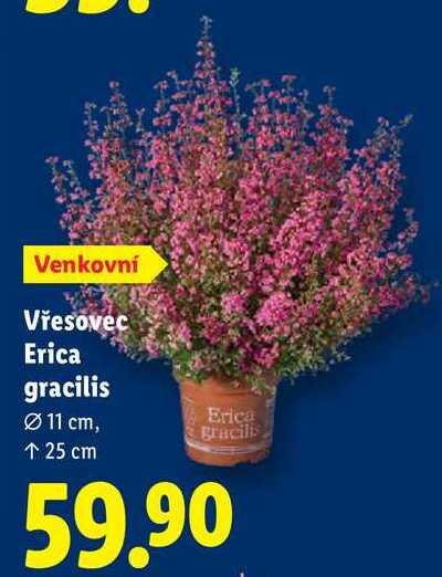 Vřesovec Erica gracilis